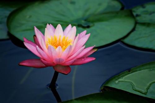 File:Lotus-image.jpg